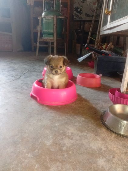 น้องหมา ชิววาว่า แท้ รูปที่ 6