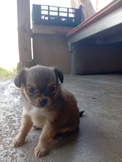 น้องหมา ชิววาว่า แท้ รูปที่ 15