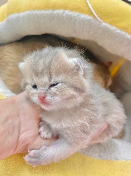 บริติช ชอร์ตแฮร์ (British Shorthair) บริติชชอร์ตแฮร์