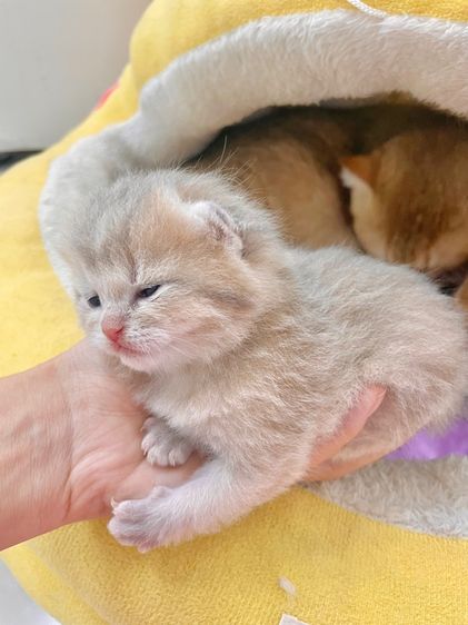 บริติชชอร์ตแฮร์ รูปที่ 2