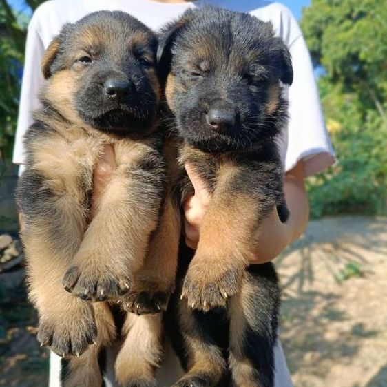 เยอรมันเชพเพิร์ด เฝ้าบ้านเก่ง รักเจ้าของ รูปที่ 3