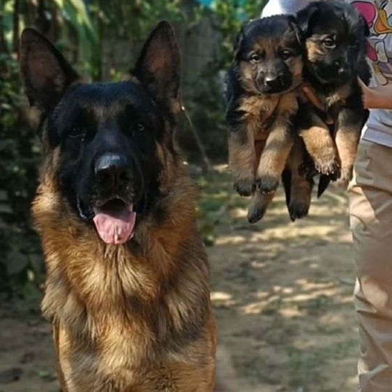 เยอรมันเชพเพิร์ด เฝ้าบ้านเก่ง รักเจ้าของ