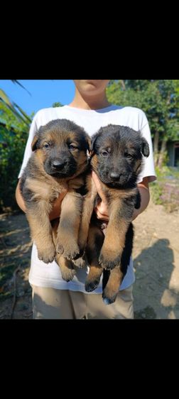 เยอรมันเชพเพิร์ด เฝ้าบ้านเก่ง รักเจ้าของ รูปที่ 2