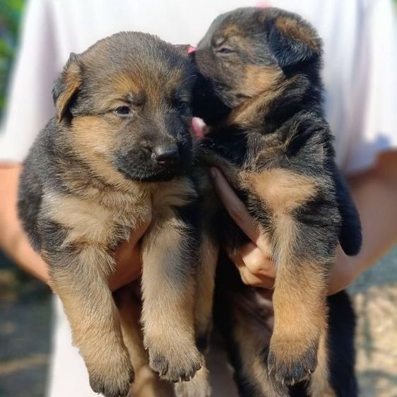 เยอรมันเชพเพิร์ด เฝ้าบ้านเก่ง รักเจ้าของ รูปที่ 4