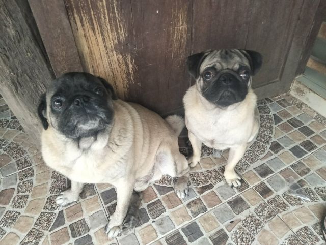 ปล่อยเหมา ปั๊ก4ตัว อายุ 8เดือนถึง2ปี ผู้2 ญ2 มีสินสอดไม่แรง แถวเดอะมอลล์โคราช 0969415186
 รูปที่ 3