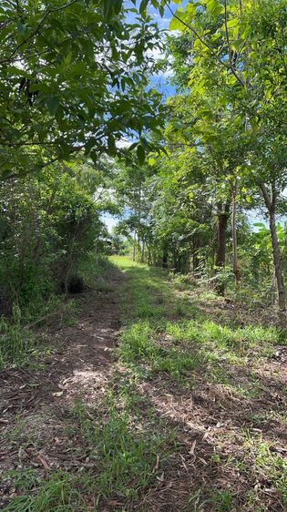 ขายที่ดินสวย 2-2-20 ไร่ ติดแม่น้ำท่าจีน หน้าติดถนนลาดยาง อ.หันคา จ.ชัยนาท รูปที่ 4