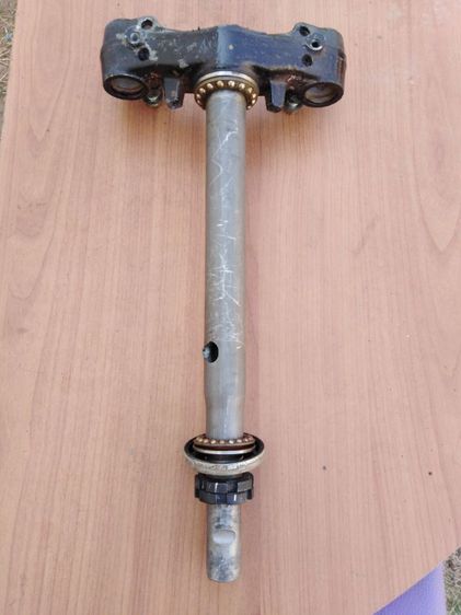 แผงคอ​ฟีลา​โน่​และ​ฟ​ี​โอ​เล่​แท้​ รูปที่ 3