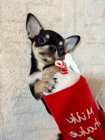 ลูกชิวาวาขนสั้นเพศเมีย รูปที่ 2