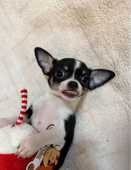 ลูกชิวาวาขนสั้นเพศเมีย รูปที่ 6