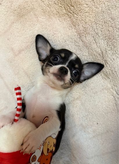 ลูกชิวาวาขนสั้นเพศเมีย รูปที่ 9