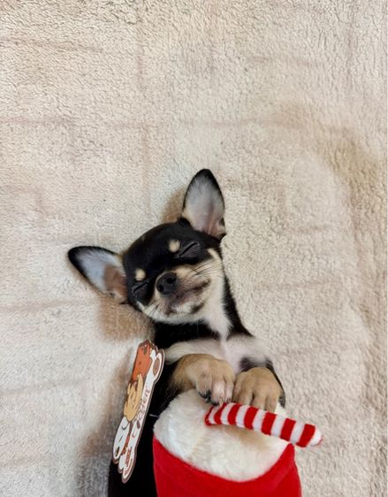 ลูกชิวาวาขนสั้นเพศเมีย รูปที่ 4