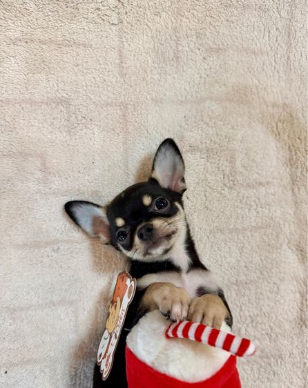 ลูกชิวาวาขนสั้นเพศเมีย รูปที่ 5