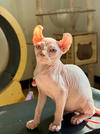สฟิงซ์ (Sphynx) สฟิงซ์ หูพลิก เพศผู้ 