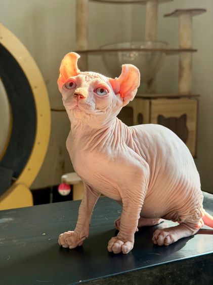 สฟิงซ์ หูพลิก เพศผู้  รูปที่ 2