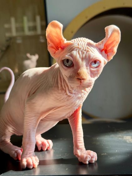 สฟิงซ์ หูพลิก เพศผู้  รูปที่ 3