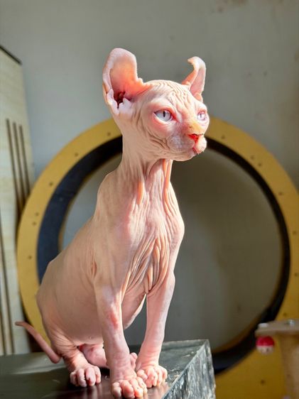 สฟิงซ์ หูพลิก เพศผู้  รูปที่ 6