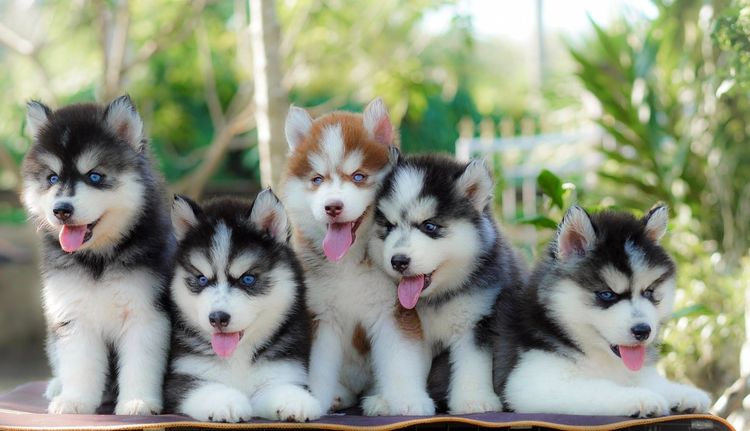 ไซบีเรียนฮัสกี้