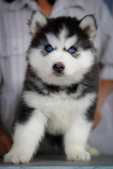 Siberian husky ฟาร์มไซบีเรียนฮัสกี้