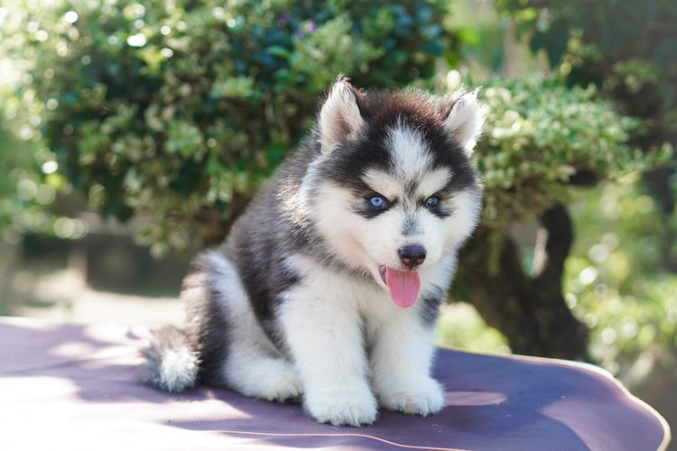 Siberian husky ฟาร์มไซบีเรียนฮัสกี้ รูปที่ 4