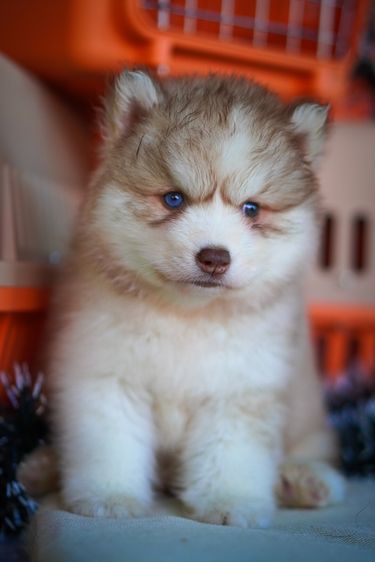 Siberian husky ฟาร์มไซบีเรียนฮัสกี้ รูปที่ 5