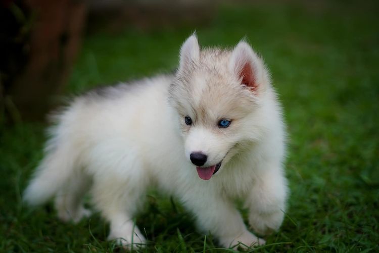 Siberian husky ฟาร์มไซบีเรียนฮัสกี้ รูปที่ 2
