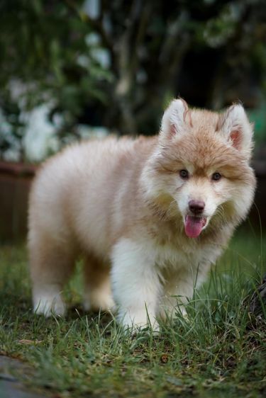 Siberian husky ฟาร์มไซบีเรียนฮัสกี้ รูปที่ 3