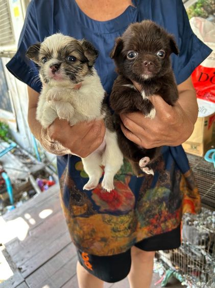 ถ่ายรูปชิวาวาขนยาวไซด์เล็กหน้าสั้นตัวผู้และตัวเมียอายุ 30 วันราคาตัวละ 2500 บาท