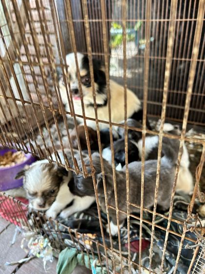 ถ่ายรูปชิวาวาขนยาวไซด์เล็กหน้าสั้นตัวผู้และตัวเมียอายุ 30 วันราคาตัวละ 2500 บาท รูปที่ 8