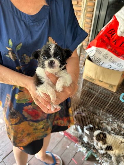 ถ่ายรูปชิวาวาขนยาวไซด์เล็กหน้าสั้นตัวผู้และตัวเมียอายุ 30 วันราคาตัวละ 2500 บาท รูปที่ 6