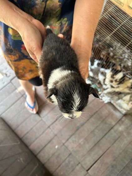 ถ่ายรูปชิวาวาขนยาวไซด์เล็กหน้าสั้นตัวผู้และตัวเมียอายุ 30 วันราคาตัวละ 2500 บาท รูปที่ 7