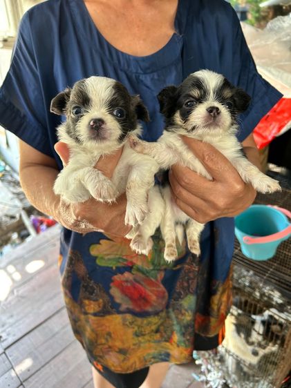 ถ่ายรูปชิวาวาขนยาวไซด์เล็กหน้าสั้นตัวผู้และตัวเมียอายุ 30 วันราคาตัวละ 2500 บาท รูปที่ 3