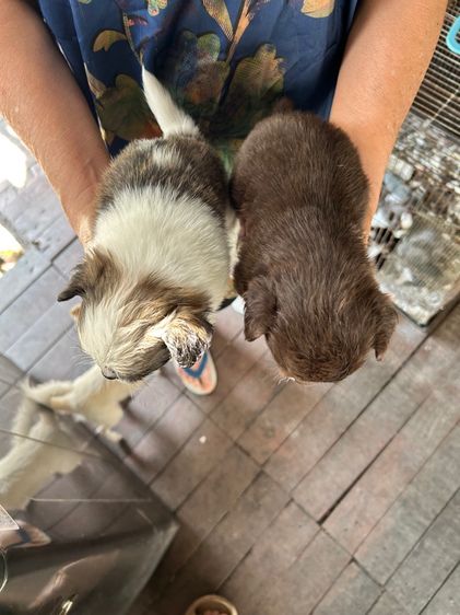 ถ่ายรูปชิวาวาขนยาวไซด์เล็กหน้าสั้นตัวผู้และตัวเมียอายุ 30 วันราคาตัวละ 2500 บาท รูปที่ 2