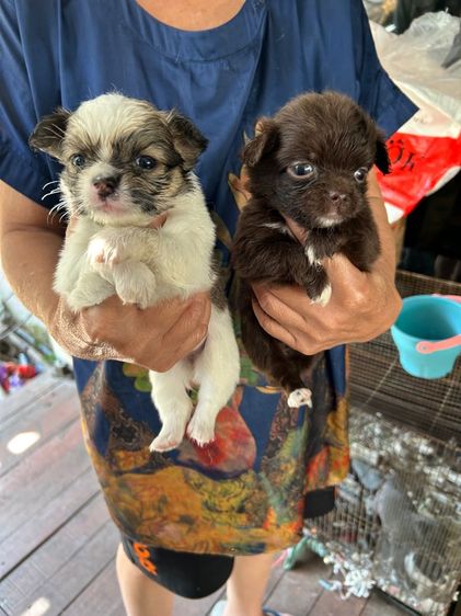 ถ่ายรูปชิวาวาขนยาวไซด์เล็กหน้าสั้นตัวผู้และตัวเมียอายุ 30 วันราคาตัวละ 2500 บาท รูปที่ 4