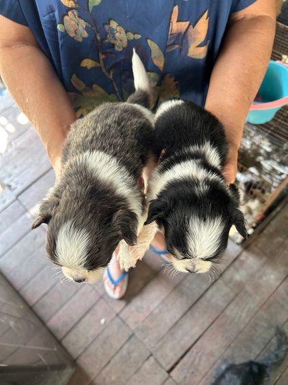 ถ่ายรูปชิวาวาขนยาวไซด์เล็กหน้าสั้นตัวผู้และตัวเมียอายุ 30 วันราคาตัวละ 2500 บาท รูปที่ 5