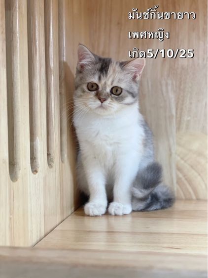 แมวมันช์กิ้นขายาว