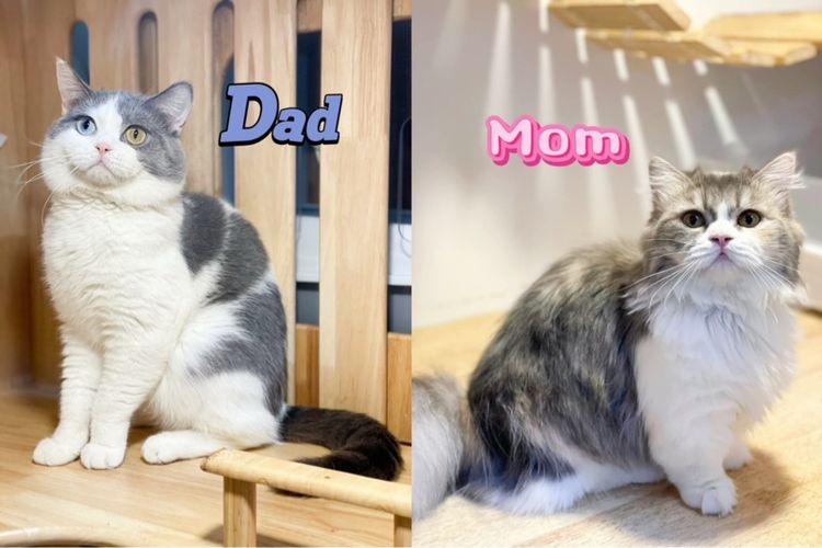 แมวมันช์กิ้นขายาว รูปที่ 4