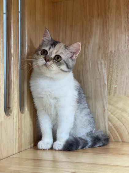 แมวมันช์กิ้นขายาว รูปที่ 2