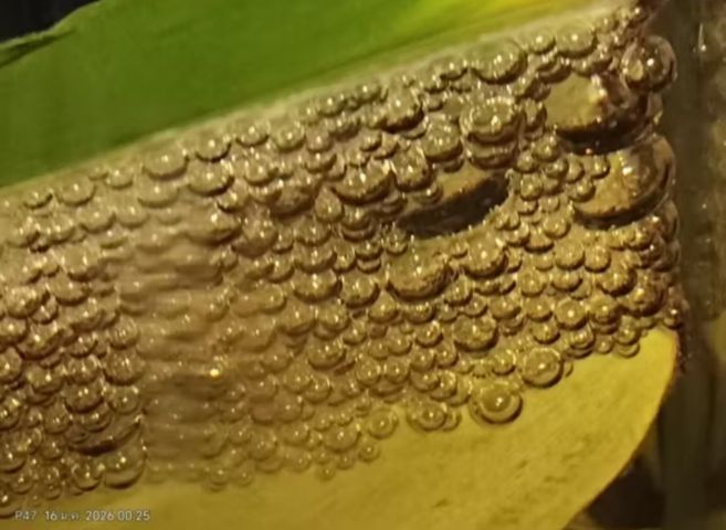 น้ำหมักใบหูกวาง ของแท้ สำหรับเลี้ยงปลา รูปที่ 3