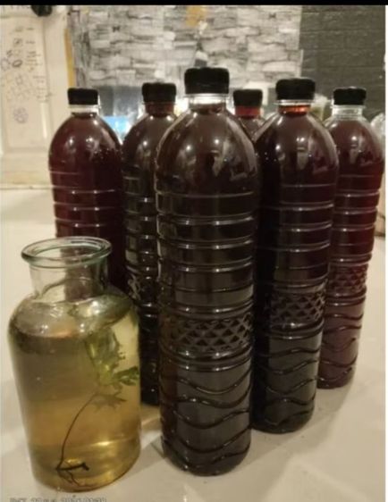 น้ำหมักใบหูกวาง ของแท้ สำหรับเลี้ยงปลา รูปที่ 4