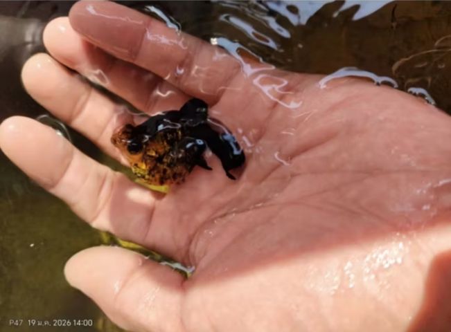 น้ำหมักใบหูกวาง ของแท้ สำหรับเลี้ยงปลา รูปที่ 5