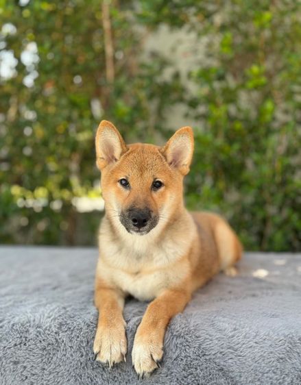 ชิบะ (Shiba Inu) กลาง ชิบะ