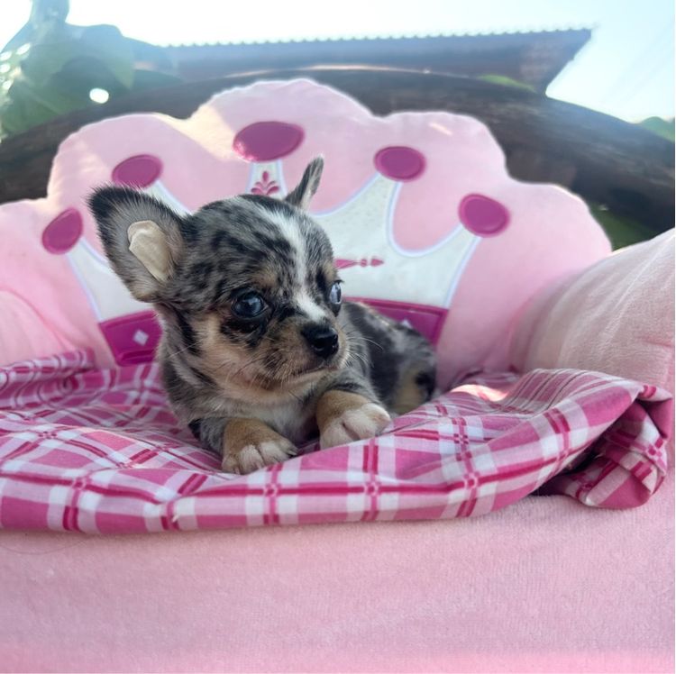 ลูกชิวาวาขนสั่นผุ้ทั้ง2 รูปที่ 7