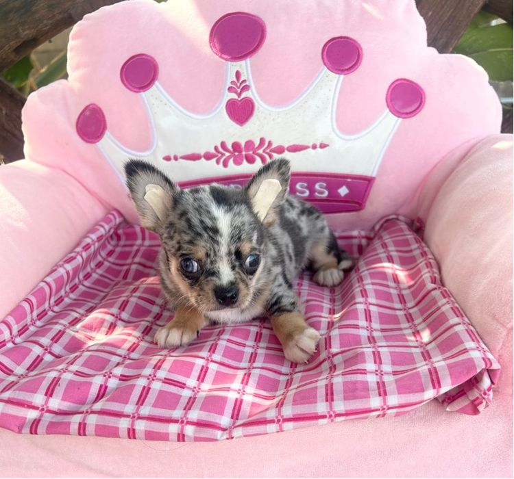 ลูกชิวาวาขนสั่นผุ้ทั้ง2 รูปที่ 6