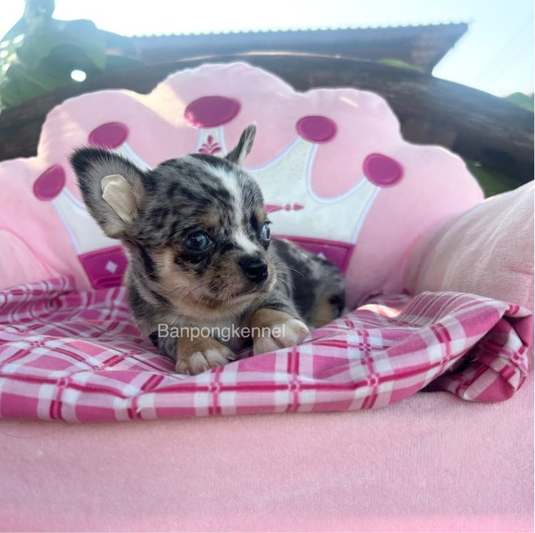 ลูกชิวาวาขนสั่นผุ้ทั้ง2 รูปที่ 5