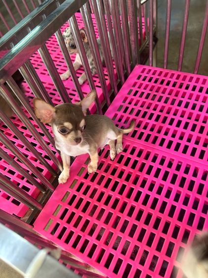 ลูกชิวาวาขนสั่นผุ้ทั้ง2 รูปที่ 4