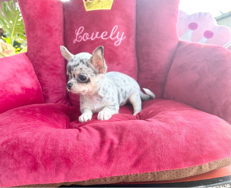 ลุกชิวาวาขนสั้นเมียทั้ง2 รูปที่ 9