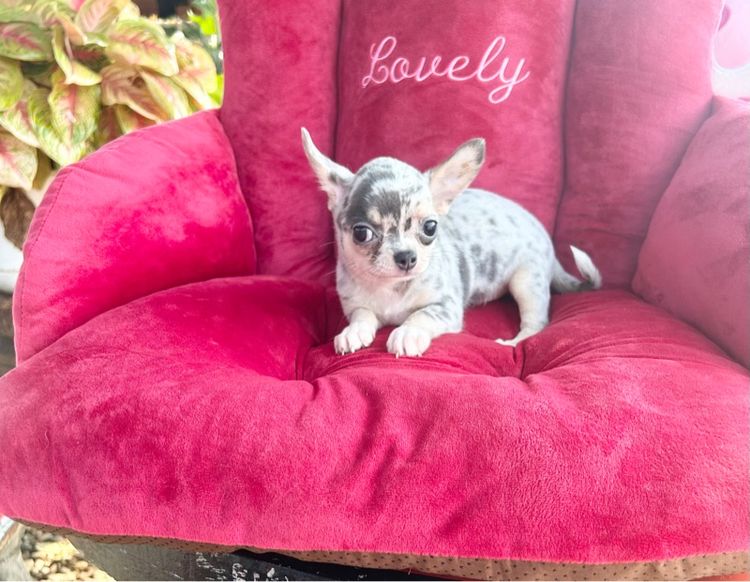 ลุกชิวาวาขนสั้นเมียทั้ง2 รูปที่ 6