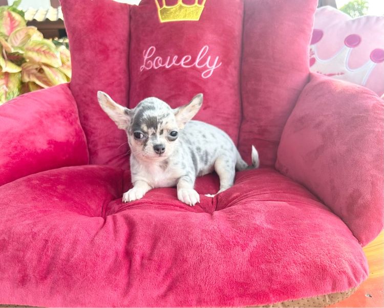 ลุกชิวาวาขนสั้นเมียทั้ง2 รูปที่ 5