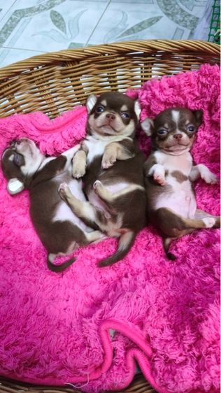 ลูกชิวาวาขนสั้น รูปที่ 2