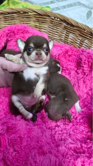 ลูกชิวาวาขนสั้น